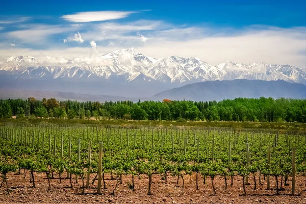 Mendoza sin transporte  Servicios diarios