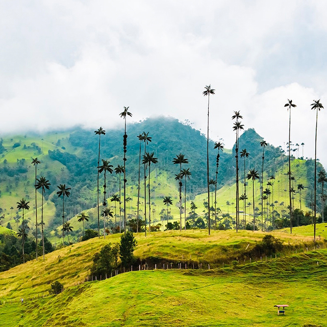 BOGOTÁ, PAISAJE CAFETERO & CARTAGENA