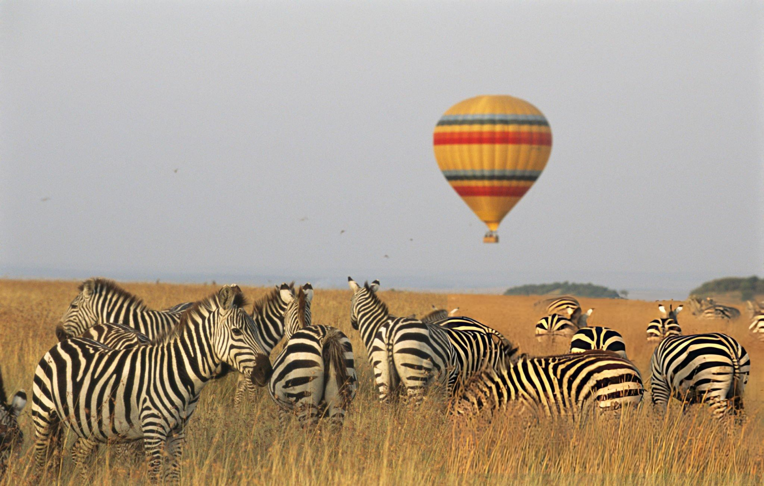 KENIA EN SAFARI